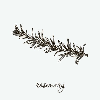 Biberiye. doğal otlar. gri kroki