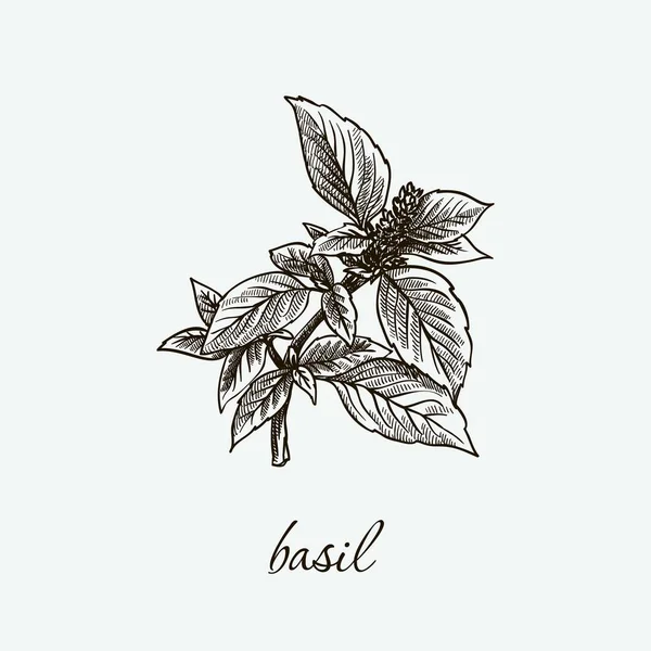 Basilico. erbe naturali. schizzo su grigio — Vettoriale Stock