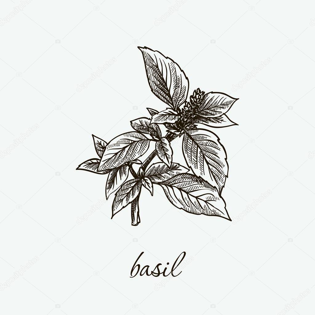 basil. natural herbs. sketch on grey