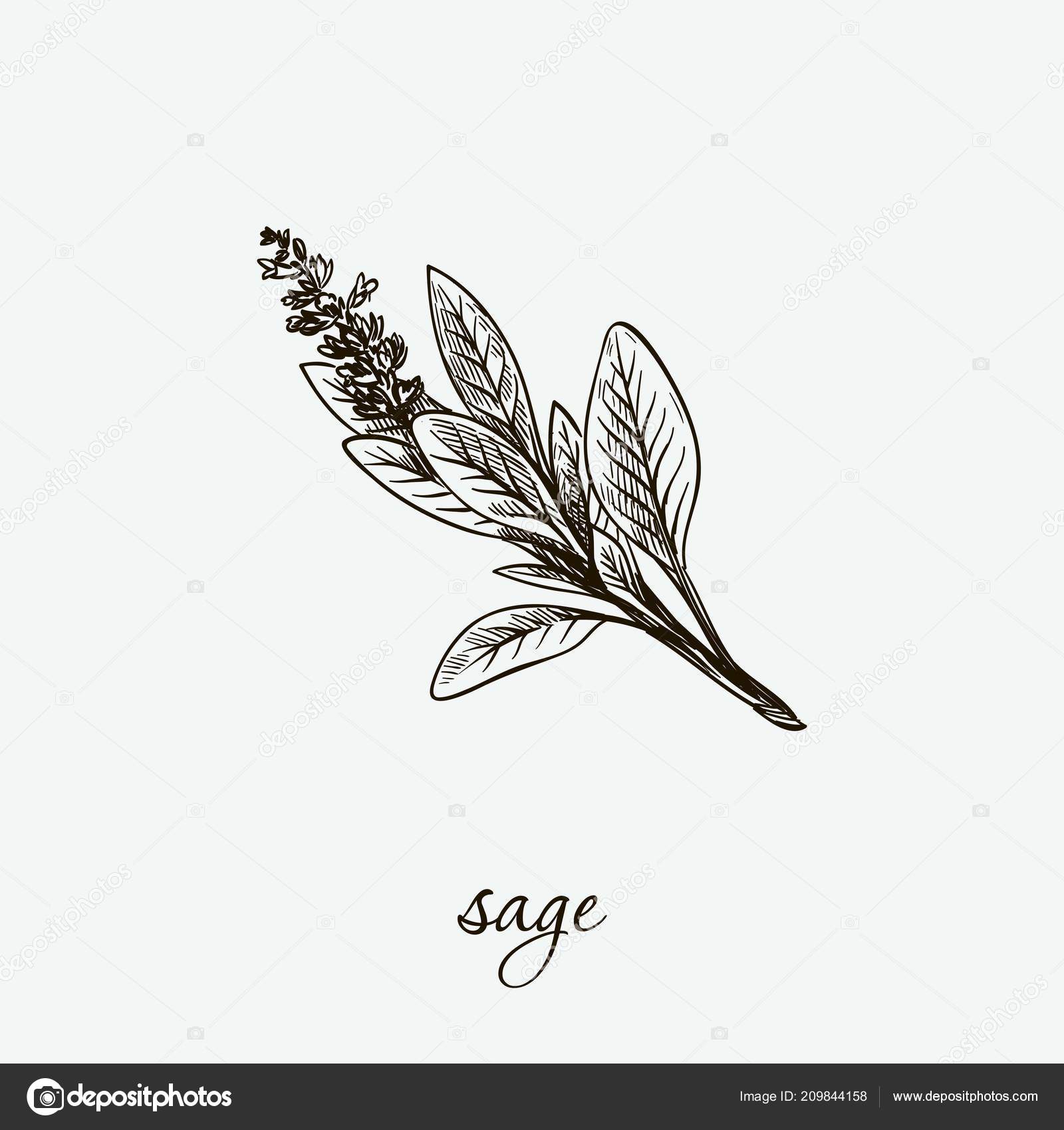 Sage Natural Herbs Sketch On Grey Stock Vector C Lapuma 209844158 See more fan art related to #sage , #saint seiya , #lost canvas , #doujin and #beautiful girl. https depositphotos com 209844158 stock illustration sage natural herbs sketch on html