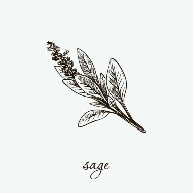 sage. natural herbs. sketch on grey clipart