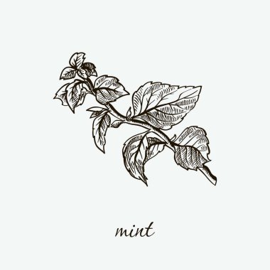 nane. doğal otlar. gri kroki