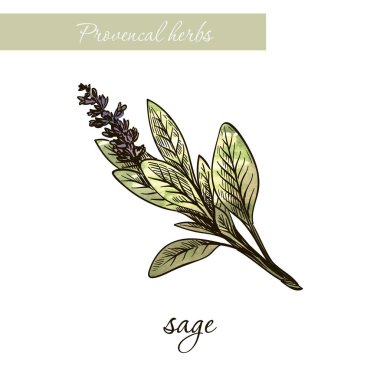 adaçayı. doğal baharat ve otlar. Beyaz eskiz