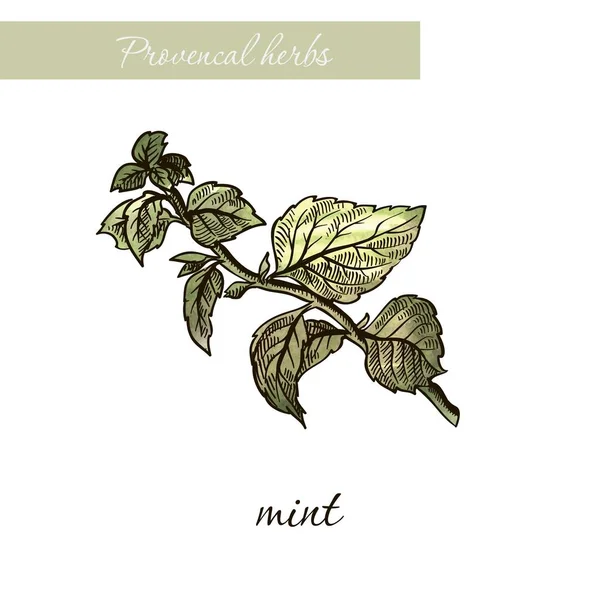 Menthe. épices et herbes naturelles. esquisse sur blanc — Image vectorielle