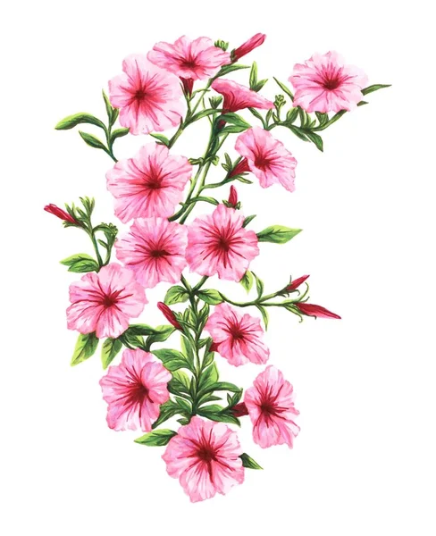 Рисунок от руки маркеры розовый петуния цветет — стоковое фото