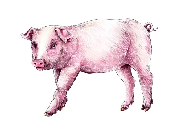 Drawing markers pink little pig on white background — Stock Photo, Image