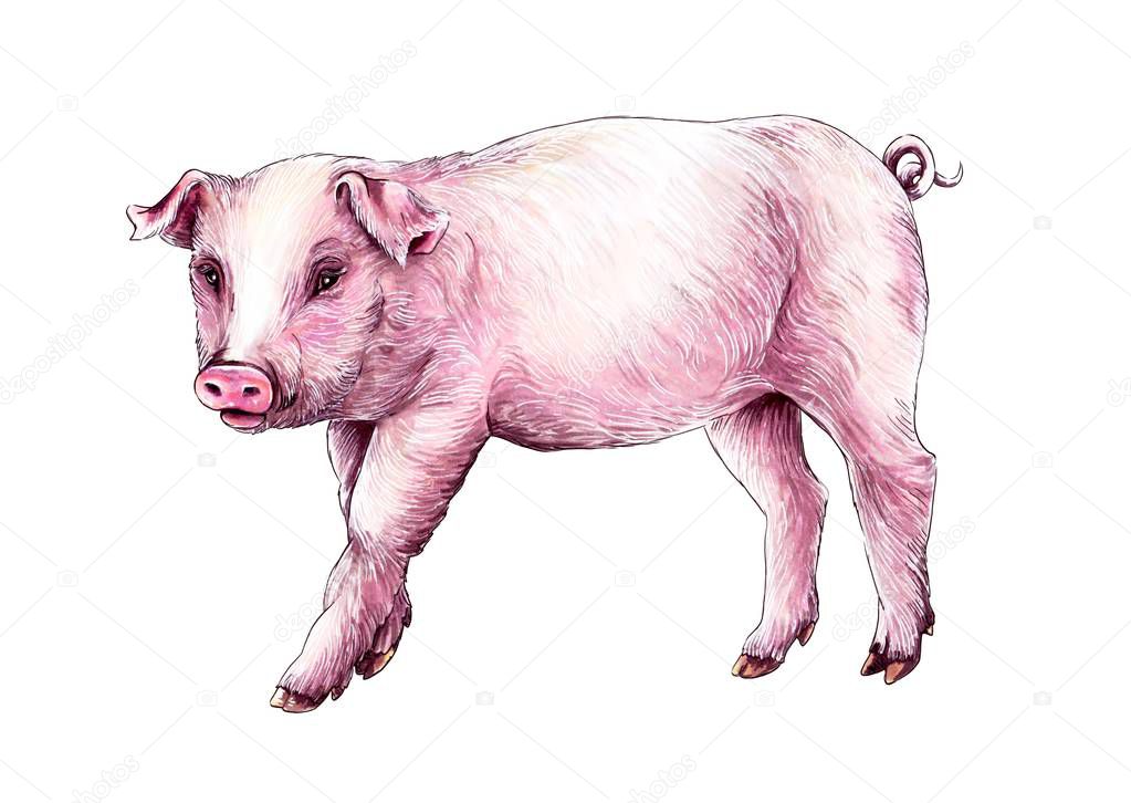 drawing markers pink little pig on white background