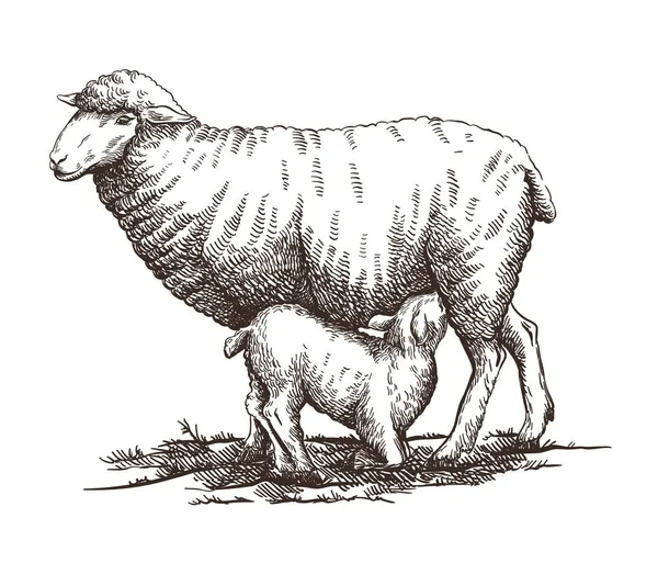 Le petit mouton suce le lait de la petite mère agneau — Image vectorielle