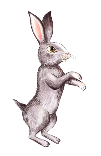 白い背景の前に後脚の上に立って灰色ウサギを描いた — ストック写真