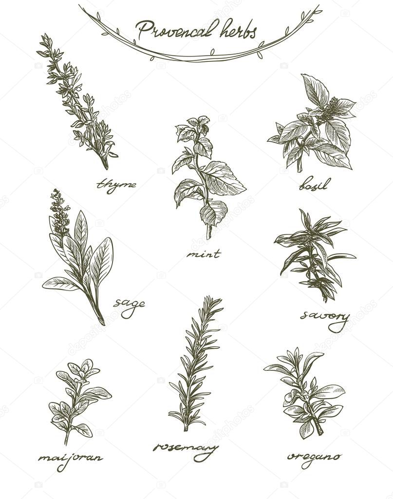 Collection of herbs and spices on a white background with signatures