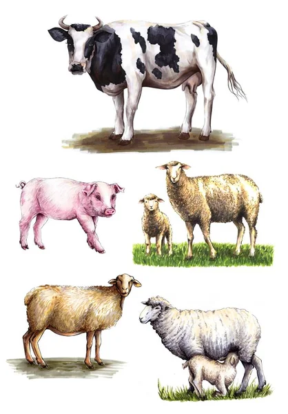 Urval av gårdens djur på vit bakgrund — Stockfoto