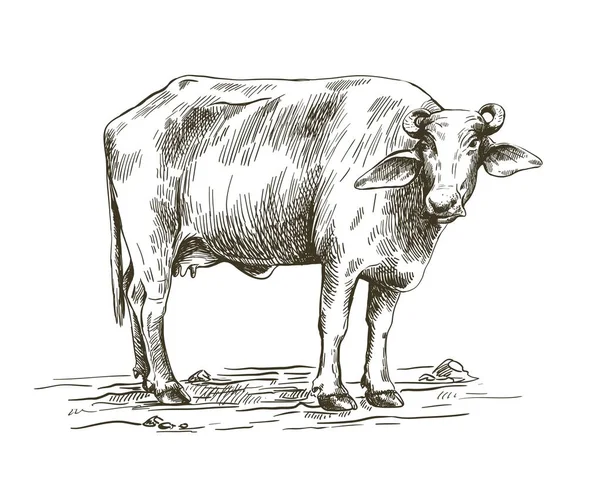 Tekening van een buffalo staan op de grond — Stockvector