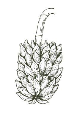 salkım muzu beyaz arka plan üzerinde asılı