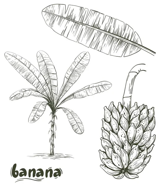 Banane palmier et bouquet de bananes sur fond blanc — Image vectorielle
