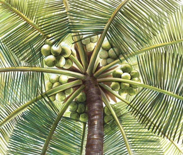 Vista in basso di palma da cocco verde con noci di cocco — Foto Stock