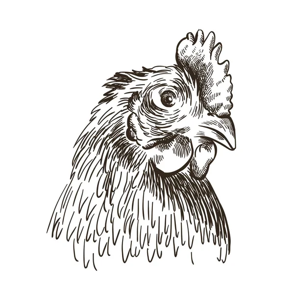 닭의 머리. 흰색의 벡터 스케치 — 스톡 벡터