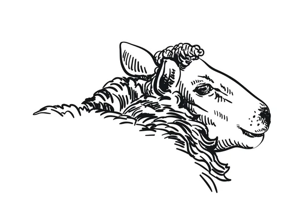 Dibujo en blanco y negro de una oveja de perfil — Vector de stock