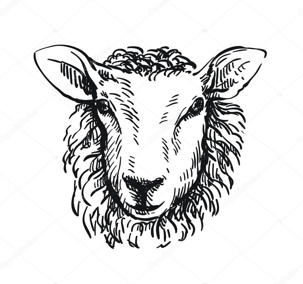 drawing of sheeps head in full face on white background