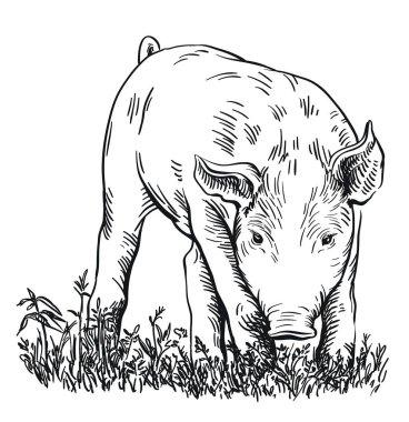 domuz başını aşağı ile çimenlerde duruyor