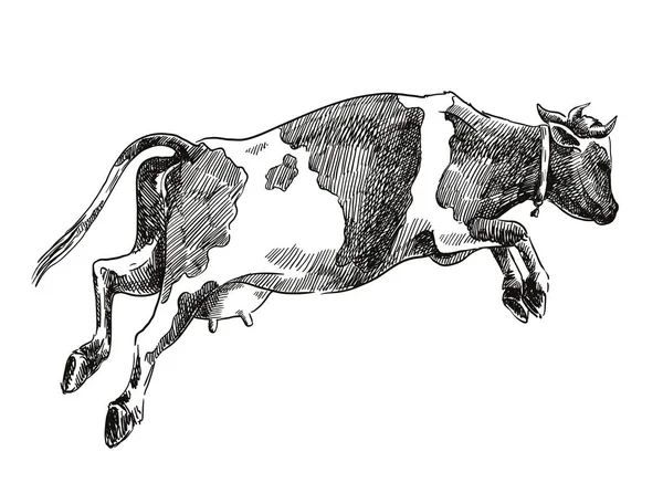 繁殖牛。畜牧业。灰色背景上的矢量草图 — 图库矢量图片