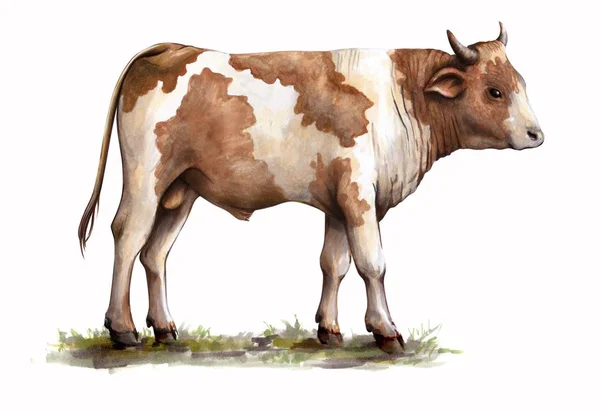 Szkic krowa rysowane ręcznie. zwierząt gospodarskich. bydła. wypas zwierzę — Zdjęcie stockowe