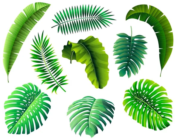 leaves of tropical plants. set of color vector illustrations on white