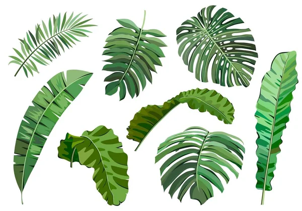 Foglie di piante tropicali. serie di illustrazioni vettoriali a colori su bianco — Vettoriale Stock