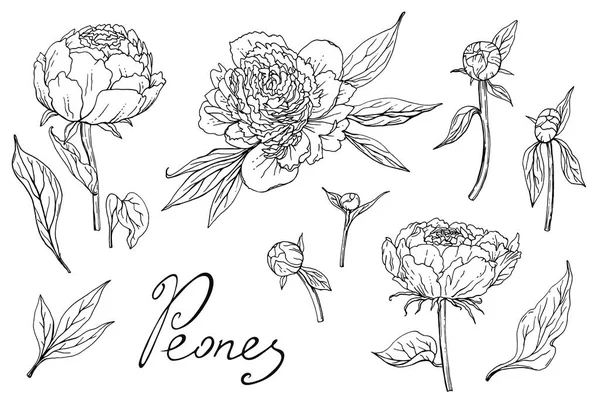 Peonies. καλλιέργεια φυτών και κηπουρική. σκίτσο σε λευκό φόντο — Διανυσματικό Αρχείο