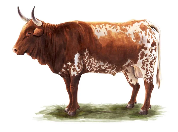 Esboço de vaca desenhado à mão. gado. gado. pastoreio animal — Fotografia de Stock
