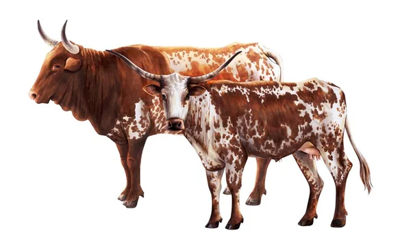 Náčrt krávy a býka tažené rukou. Hospodářských zvířat. Dobytek. pastvu zvířat — Stock fotografie