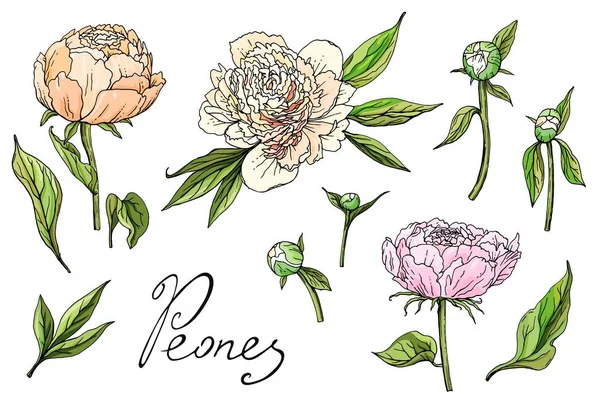 Peonías. cultivo de plantas y jardinería. ilustración en blanco — Archivo Imágenes Vectoriales