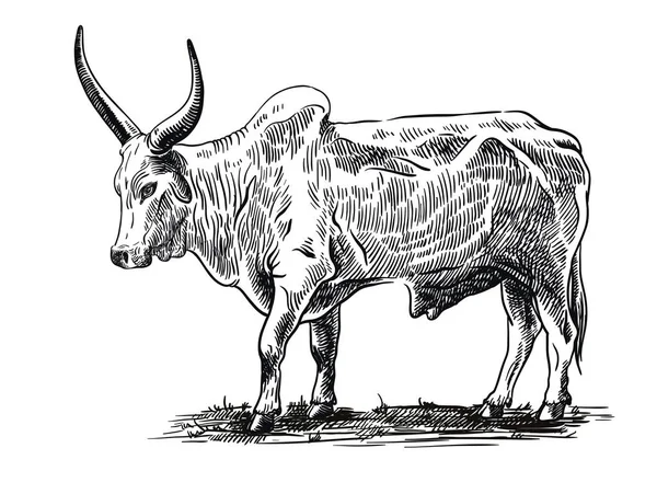 Sketsa banteng digambar dengan tangan. ternak. Sapi. hewan merumput - Stok Vektor