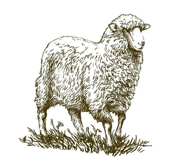 Sketch of sheep drawn by hand. animal husbandry — Stock Vector