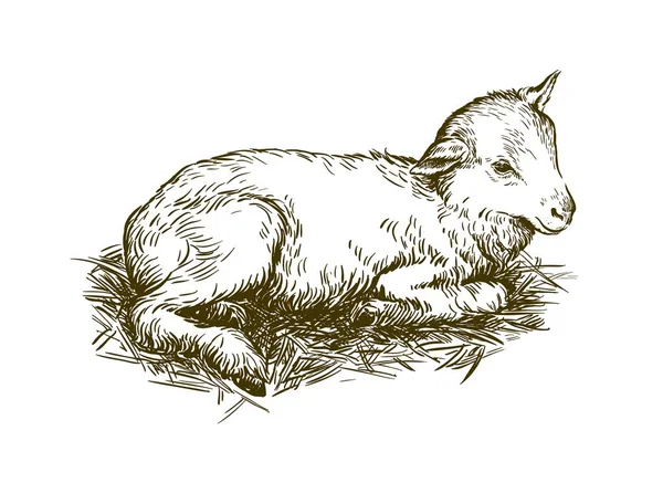 Αρνί. σκίτσο που σχεδιάζεται με το χέρι. Κτηνοτροφία — Διανυσματικό Αρχείο