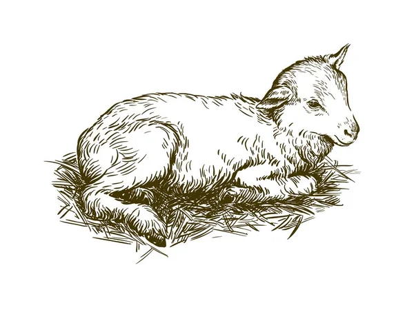 Lamb. sketch drawn by hand. animal husbandry — Stock Vector