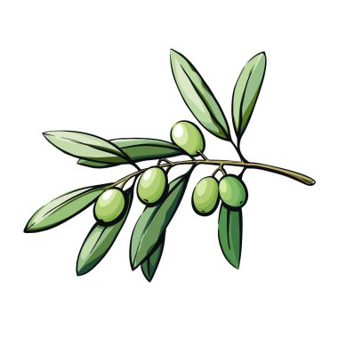 meyve ile zeytin ağacı dalı. beyaz yalıtılmış renk vektör illüstrasyonu