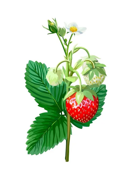 나뭇가지 위에 잘 익은 딸기 열매. 흰색에 그려진 천연색 삽화 — 스톡 벡터