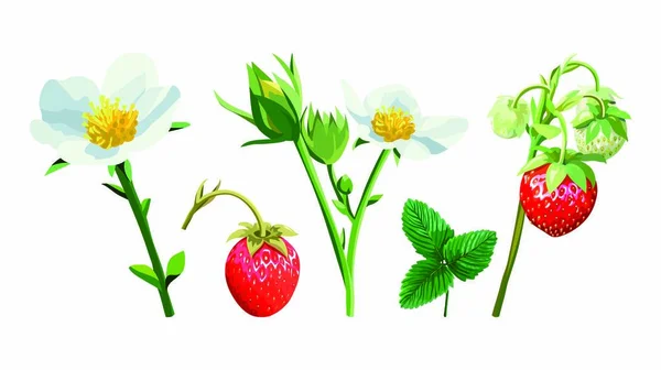 Спелые клубничные ягоды на ветке. цветная иллюстрация на белом — стоковый вектор