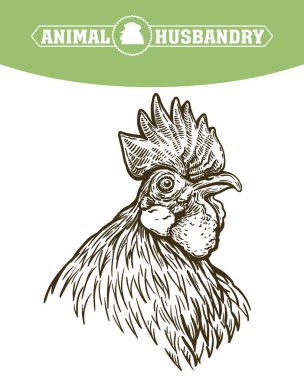 Tavuk yetiştiriciliği. Hayvan yetiştiriciliği. Çiftlik hayvanları. Beyaz bir vektör çizimi