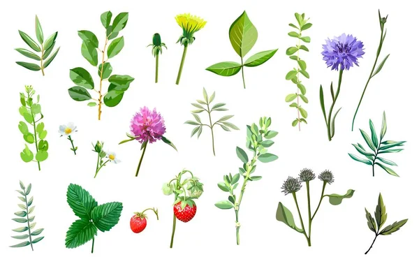 Lame d'erba, fiori e foglie di piante. serie di illustrazioni a colori su un bianco — Vettoriale Stock