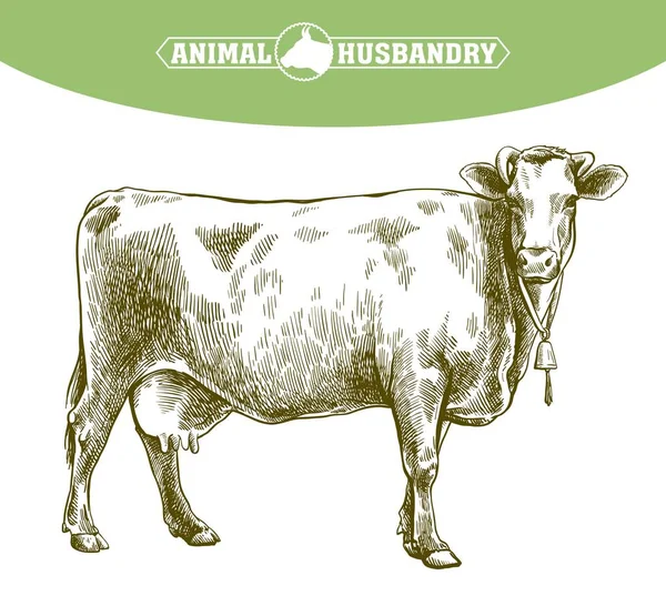 Vaca reproductora. cría de animales. ilustración del ganado en un blanco — Vector de stock