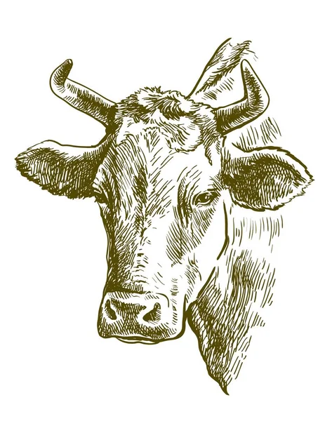 Chovná kráva. chov zvířat. ilustrace dobytka na bílém — Stockový vektor