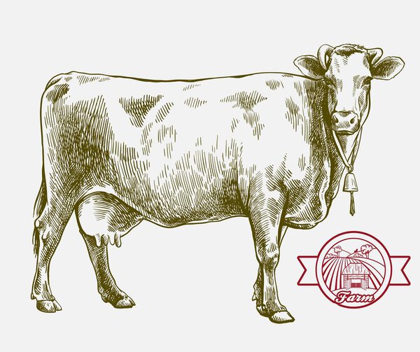 breeding cow. grazing cattle. animal husbandry. livestock. illustration on a grey background