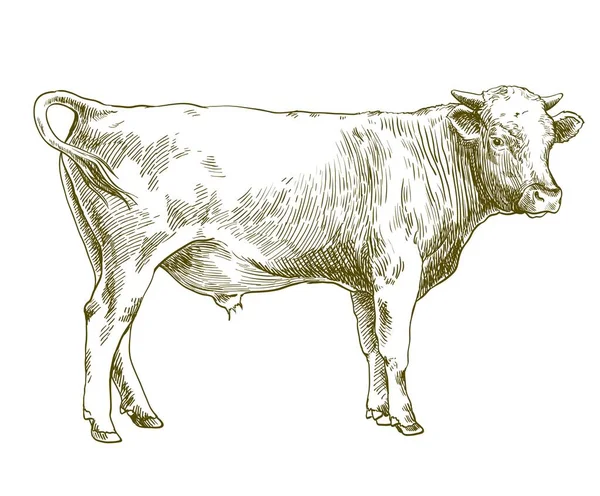 Vaca reproductora. cría de animales. ilustración del ganado en un blanco — Vector de stock