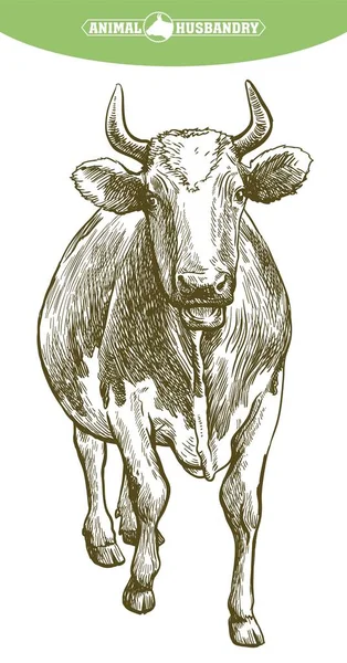 Üreyen inek. Hayvan yetiştiriciliği. Beyaz renkteki çiftlik hayvanları illüstrasyonu — Stok Vektör
