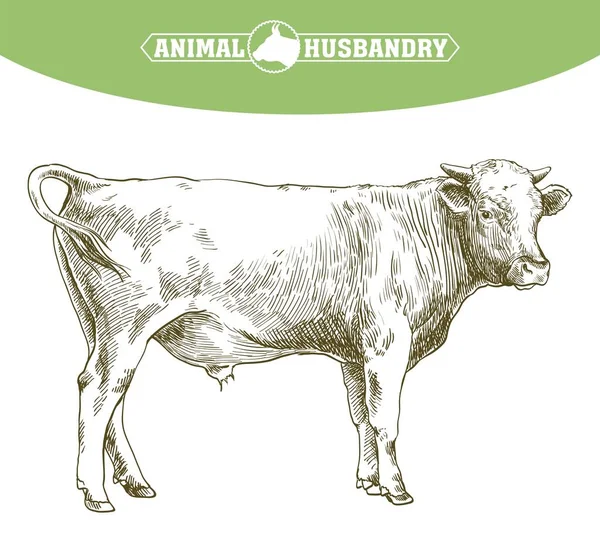 Zuchtkuh. Tierhaltung. Tierhaltung Illustration auf einem weißen — Stockvektor