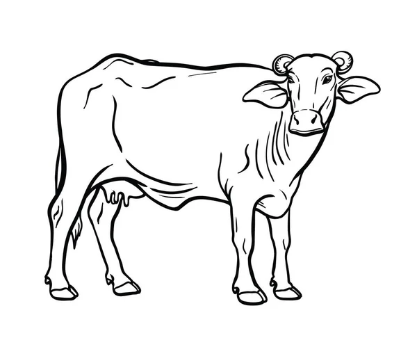 Vache reproductrice. élevage d'animaux. illustration de bétail sur un blanc — Image vectorielle