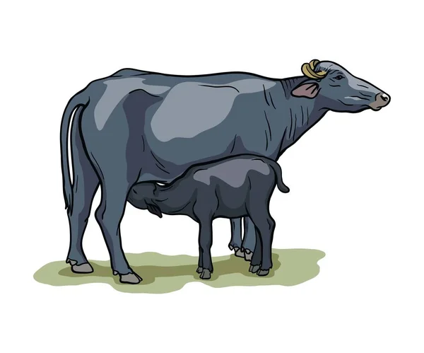 Vache reproductrice. élevage d'animaux. illustration de bétail sur un blanc — Image vectorielle