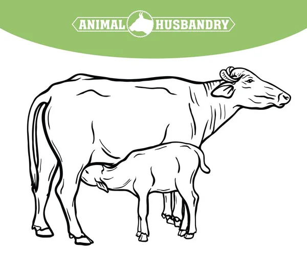 Breeding cow. animal husbandry. livestock illustration on a white — Stock Vector