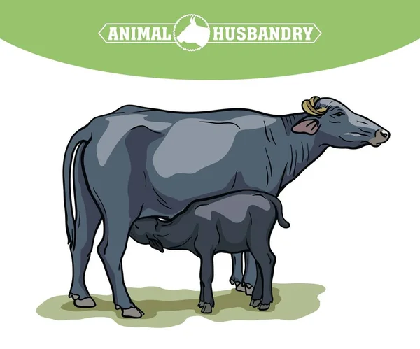 Vaca reprodutora. criação de animais. ilustração do gado em um branco —  Vetores de Stock